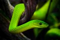 582 - green mamba - GEBEL Holger Michael - germany